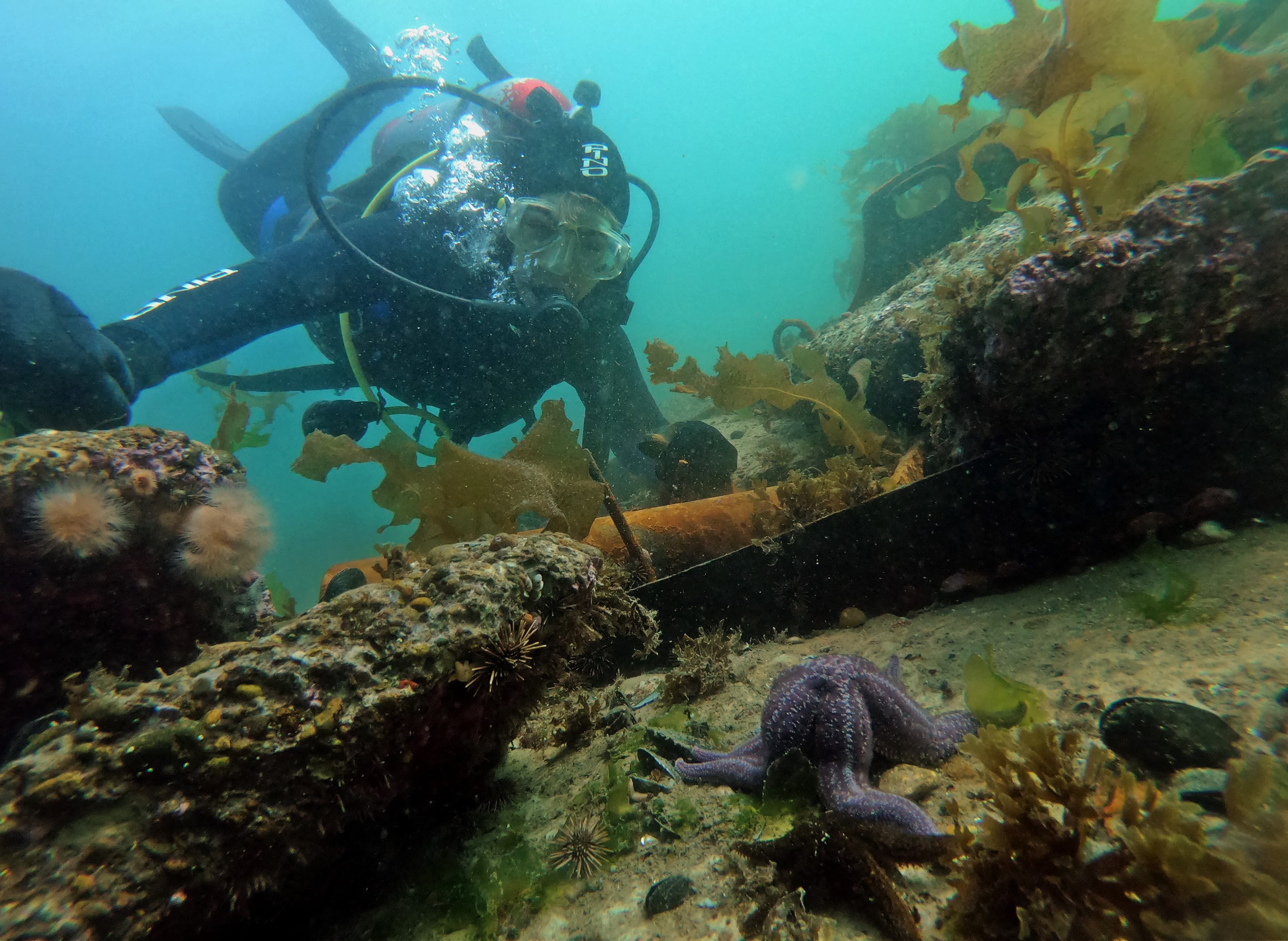 Open Water Diver