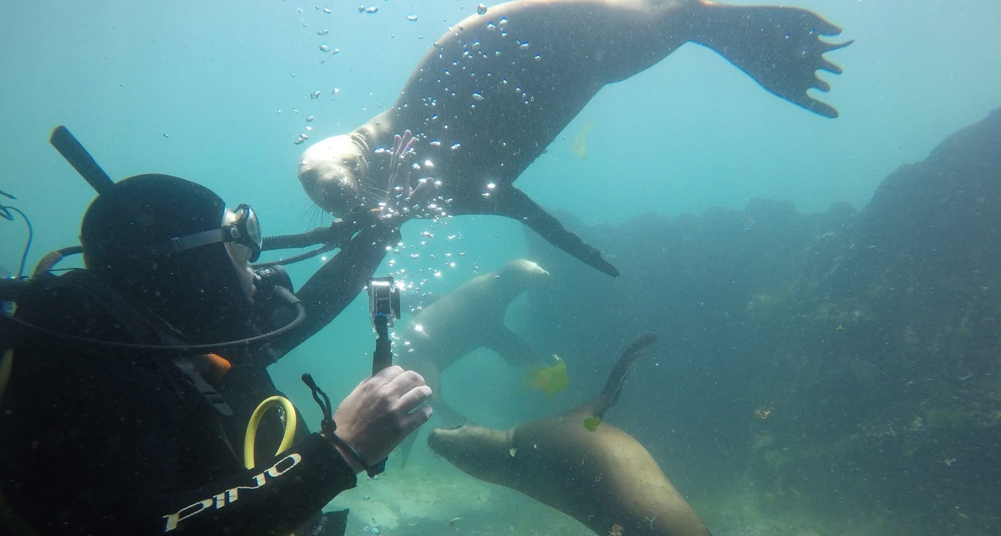 Buceo con Lobos Marinos
