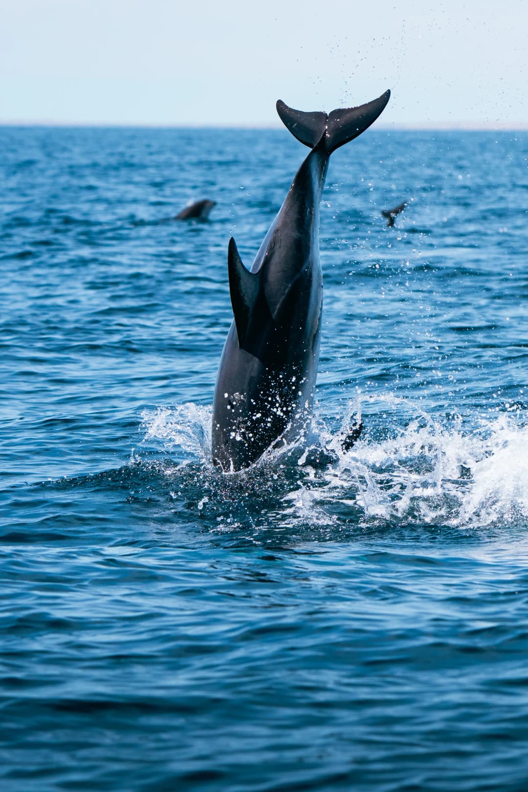 excursions.delfines.title - Imagen destacada