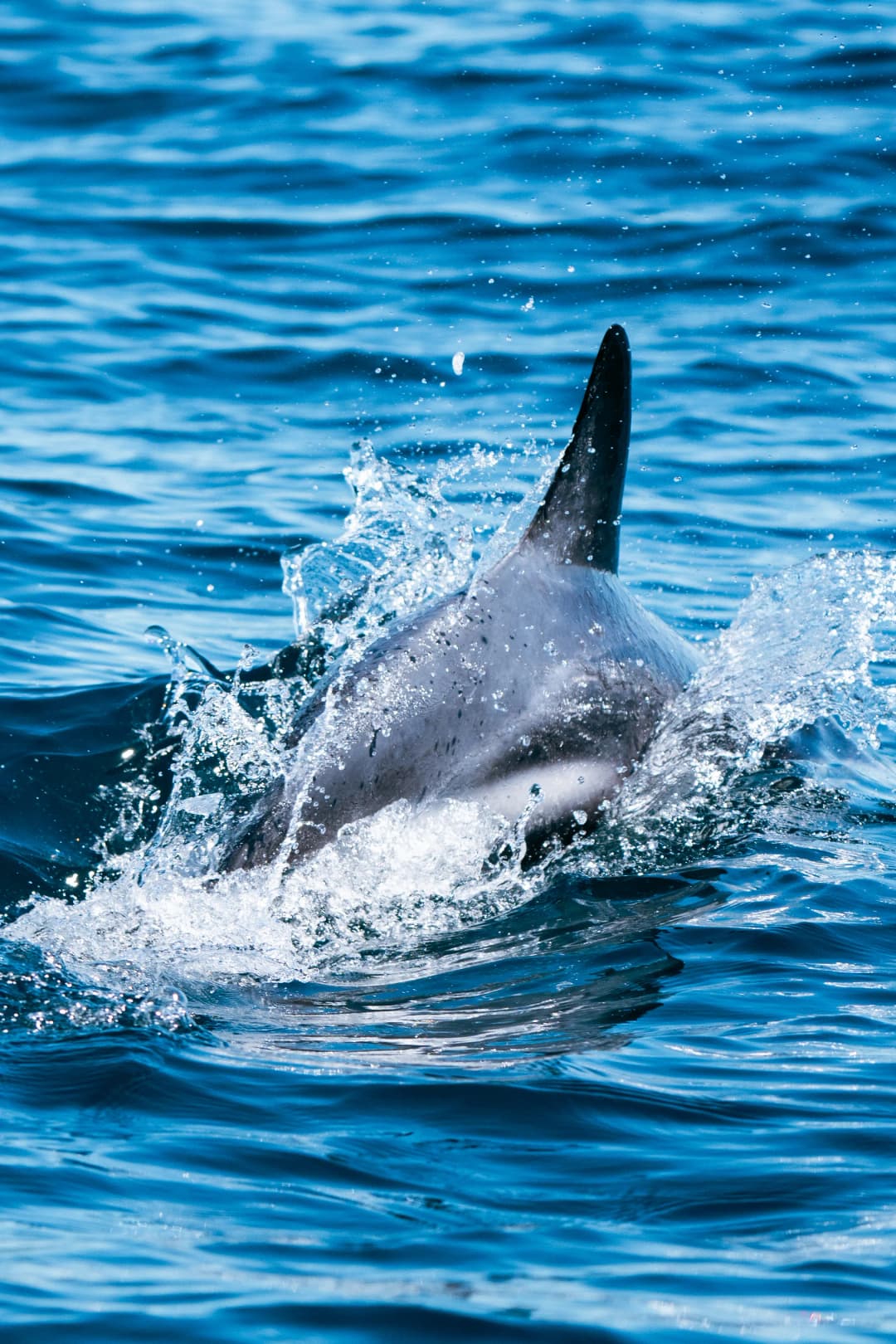 excursions.delfines.title - Imagen 2