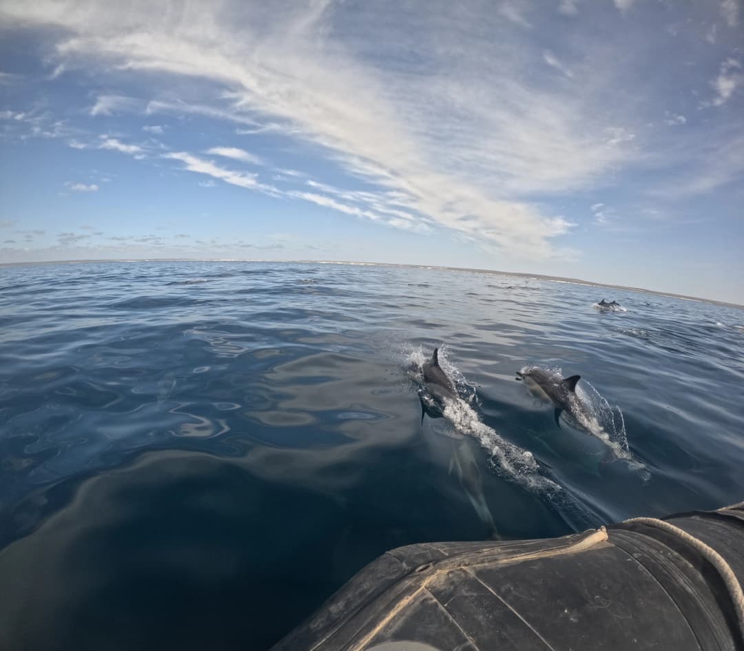 excursions.delfines.title - Imagen 4