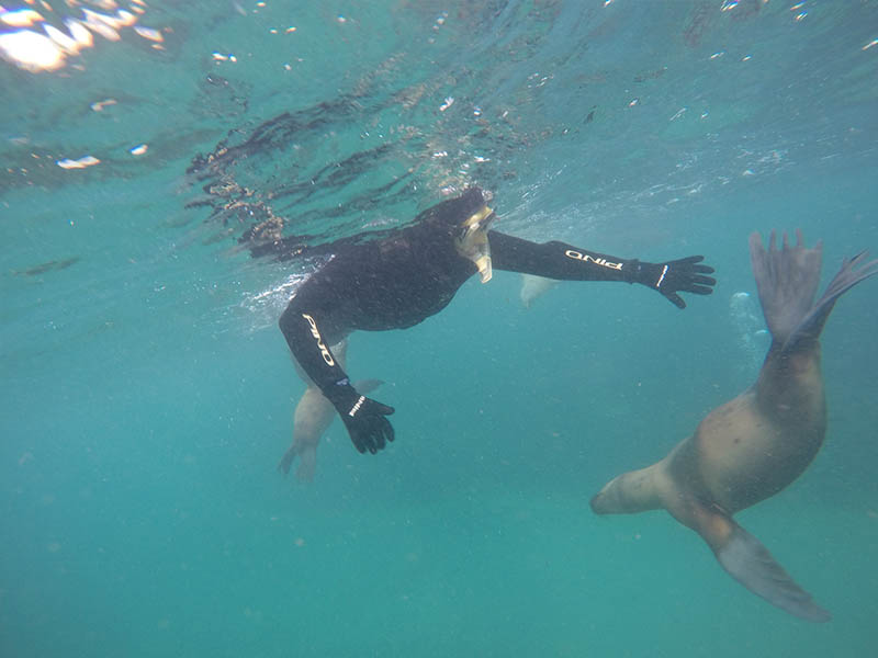 Snorkel con lobos marinos